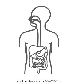 Human anatomy digestive system, stomach, abdominal cavity. The body scheme. Vector illustration eps10