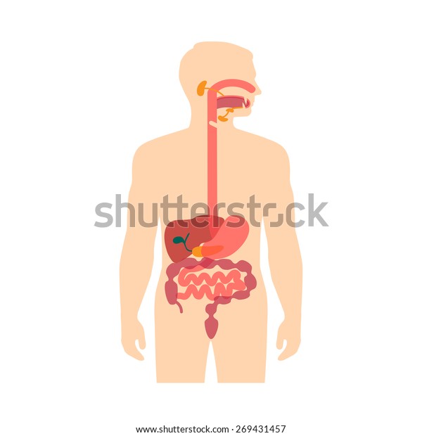 ヒト解剖学消化器系 胃ベクターイラスト のベクター画像素材 ロイヤリティフリー
