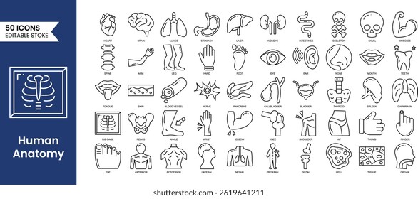 Human Anatomy editable icons set in line style. Study and structure of human internal organs. brain, lungs, stomach, liver, skeleton and more. Vector illustration