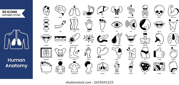 Bearbeitbare Symbole der menschlichen Anatomie im Duotonstil. Untersuchung und Struktur menschlicher innerer Organe. Gehirn, Lunge, Magen, Leber, Skelett und mehr. Vektorgrafik