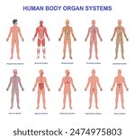 Human Anatomy Educational Poster or Banner. Medical infographic with anatomical structure of muscles, skeleton, nervous and digestive systems. Flat vector illustrations isolated on white background