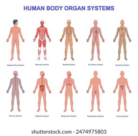 Human Anatomy Educational Poster or Banner. Medical infographic with anatomical structure of muscles, skeleton, nervous and digestive systems. Flat vector illustrations isolated on white background