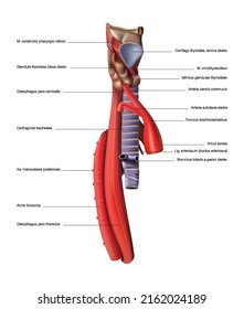 Human anatomy, esophagus, side view on a white background. Vector 3D illustration