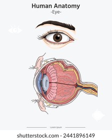 Human anatomy - Eye Anatomy vector illustrations. Human Eye. The heart with the venous system. Anatomy. Flat vector illustration.