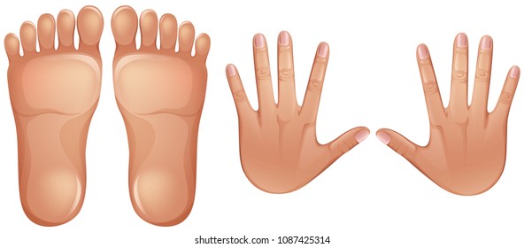 Human Anatomy Feet and Hands illustration