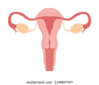 Human anatomy Female reproductive system, female reproductive organs. Organs location scheme uterus, cervix, ovary, fallopian tube icon. Vector illustration.