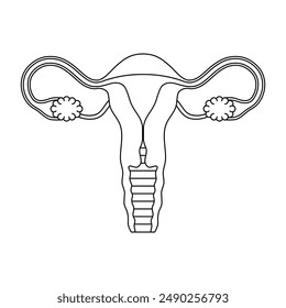 Human anatomy Female reproductive system in line style, female reproductive organs. Organs location scheme uterus, cervix, ovary, fallopian tube icon. Vector illustration.