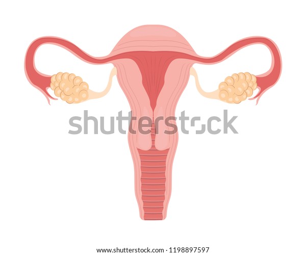 Human anatomy Female reproductive
system, female reproductive organs. Organs location scheme uterus,
cervix, ovary, fallopian tube icon. Vector
illustration.