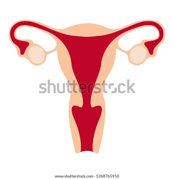 Human Anatomy Female Reproductive System Female Reproductive Organs