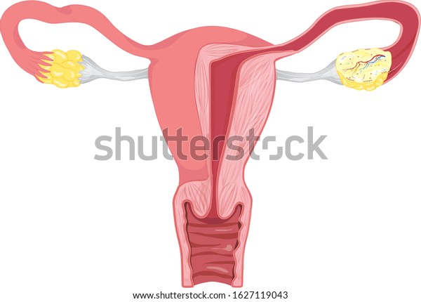 Human anatomy Female reproductive system, female reproductive organs