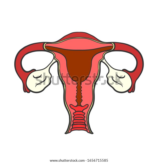 Human anatomy Female reproductive system, female reproductive organs