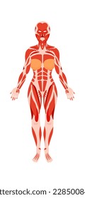 Human anatomy flat icon Muscles and body structure. Vector illustration