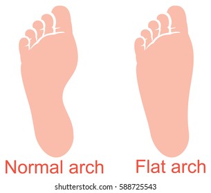 menschliche Anatomie - flache und normale Bogenvektorgrafik