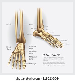 Human Anatomy Foot Bone Vector Illustration Stock Vector (Royalty Free ...