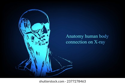 Human anatomy in front on x ray view. Anatomy human body connection, Medical, educational or science banner on futuristic blue background, Vector hand drawn illustration