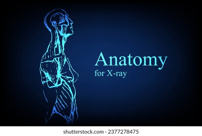 Human anatomy in front on x ray view. Anatomy human body connection, Medical, educational or science banner on futuristic blue background, Vector hand drawn illustration