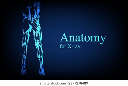 Human anatomy in front on x ray view. Anatomy human body connection, Medical, educational or science banner on futuristic blue background, Vector hand drawn illustration