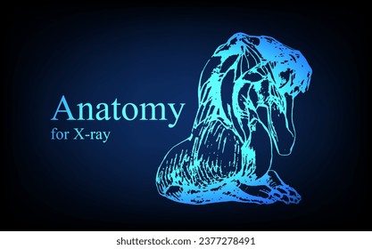 Human anatomy in front on x ray view. Anatomy human body connection, Medical, educational or science banner on futuristic blue background, Vector hand drawn illustration