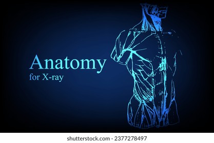 Human anatomy in front on x ray view. Anatomy human body connection, Medical, educational or science banner on futuristic blue background, Vector hand drawn illustration