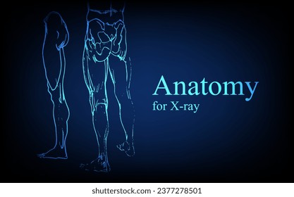 Human anatomy in front on x ray view. Anatomy human body connection, Medical, educational or science banner on futuristic blue background, Vector hand drawn illustration