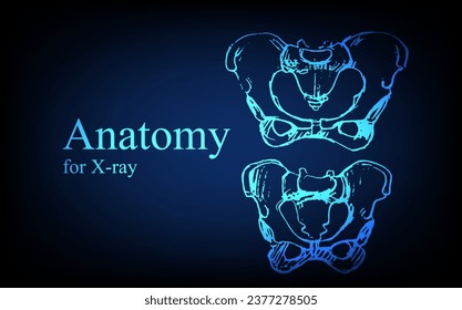 Human anatomy in front on x ray view. Anatomy human body connection, Medical, educational or science banner on futuristic blue background, Vector hand drawn illustration