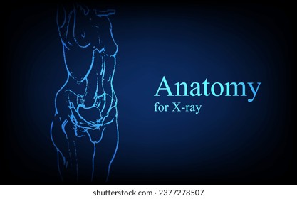 Human anatomy in front on x ray view. Anatomy human body connection, Medical, educational or science banner on futuristic blue background, Vector hand drawn illustration