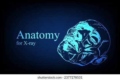 Human anatomy in front on x ray view. Anatomy human body connection, Medical, educational or science banner on futuristic blue background, Vector hand drawn illustration