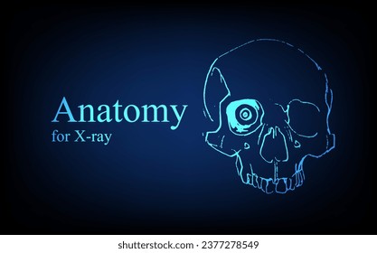 Human anatomy in front on x ray view. Anatomy human body connection, Medical, educational or science banner on futuristic blue background, Vector hand drawn illustration