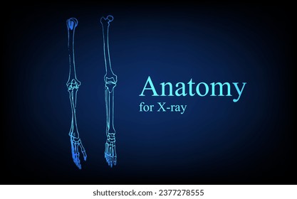Human anatomy in front on x ray view. Anatomy human body connection, Medical, educational or science banner on futuristic blue background, Vector hand drawn illustration