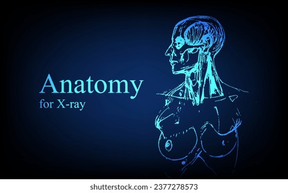 Human anatomy in front on x ray view. Anatomy human body connection, Medical, educational or science banner on futuristic blue background, Vector hand drawn illustration