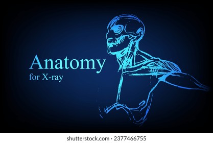 Human anatomy in front on x ray view. Anatomy human body connection, Medical, educational or science banner on futuristic blue background, Vector hand drawn illustration