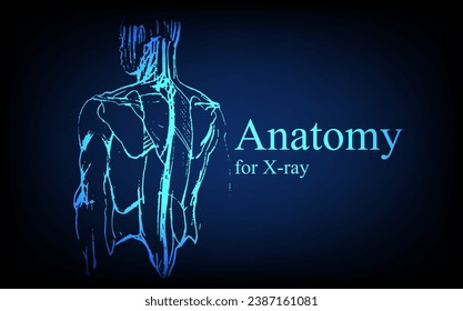 Human anatomy in front on x ray view. Anatomy human body connection, Medical, educational or science banner on futuristic blue background, Vector hand drawn illustration