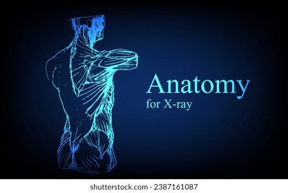 Human anatomy in front on x ray view. Anatomy human body connection, Medical, educational or science banner on futuristic blue background, Vector hand drawn illustration