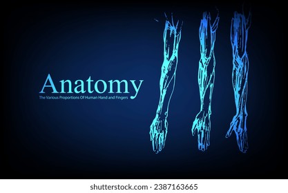 Human anatomy in front on x ray view. Anatomy human body connection, The Various Proportions Of Human Hand and Fingers, educational or science banner on futuristic blue background, Vector hand drawn i