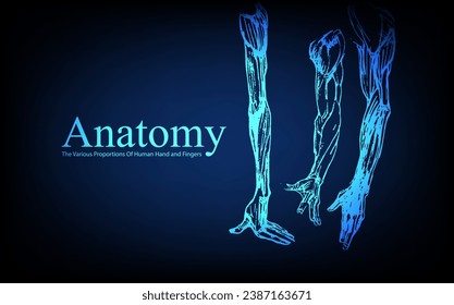 Human anatomy in front on x ray view. Anatomy human body connection, The Various Proportions Of Human Hand and Fingers, educational or science banner on futuristic blue background, Vector hand drawn i
