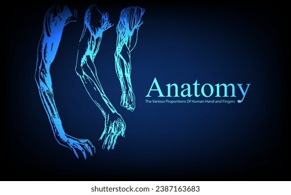 Human anatomy in front on x ray view. Anatomy human body connection, The Various Proportions Of Human Hand and Fingers, educational or science banner on futuristic blue background, Vector hand drawn i