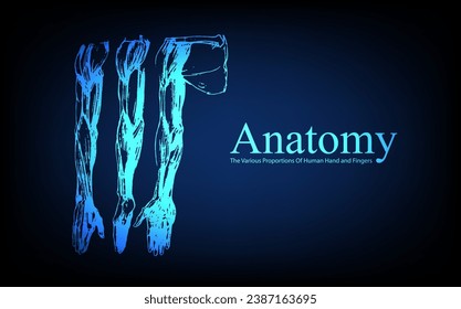 Human anatomy in front on x ray view. Anatomy human body connection, The Various Proportions Of Human Hand and Fingers, educational or science banner on futuristic blue background, Vector hand drawn i