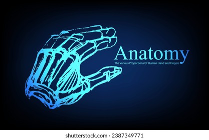 Human anatomy in front on x ray view. Anatomy human body connection, The Various Proportions Of Human Hand and Fingers, educational or science banner on futuristic blue background, Vector hand drawn i