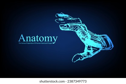 Human anatomy in front on x ray view. Anatomy human body connection, The Various Proportions Of Human Hand and Fingers, educational or science banner on futuristic blue background, Vector hand drawn i