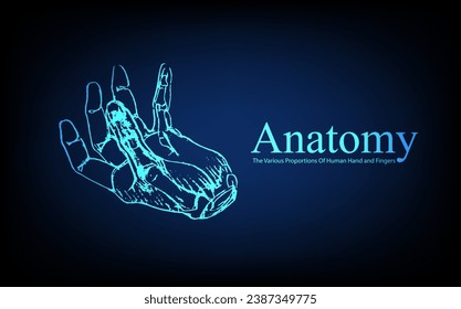 Human anatomy in front on x ray view. Anatomy human body connection, The Various Proportions Of Human Hand and Fingers, educational or science banner on futuristic blue background, Vector hand drawn i