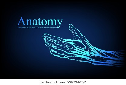 Menschliche Anatomie vor der Röntgenaufnahme. Anatomie Verbindung mit dem menschlichen Körper, Die verschiedenen Proportionen der menschlichen Hand und Fingers, Bildungs- oder Wissenschaftsbanner auf futuristisch blauem Hintergrund, handgezeichnet in Vektorgrafik