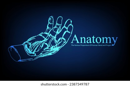 Human anatomy in front on x ray view. Anatomy human body connection, The Various Proportions Of Human Hand and Fingers, educational or science banner on futuristic blue background, Vector hand drawn i