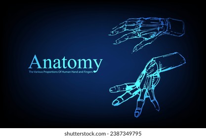 Human anatomy in front on x ray view. Anatomy human body connection, The Various Proportions Of Human Hand and Fingers, educational or science banner on futuristic blue background, Vector hand drawn i