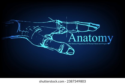 Human anatomy in front on x ray view. Anatomy human body connection, The Various Proportions Of Human Hand and Fingers, educational or science banner on futuristic blue background, Vector hand drawn i
