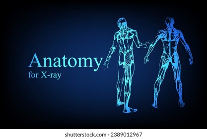 Human anatomy in front on x ray view. Anatomy human body connection, Medical, educational or science banner on futuristic blue background, Vector hand drawn illustration