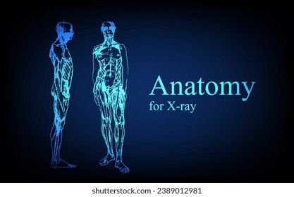 Human anatomy in front on x ray view. Anatomy human body connection, Medical, educational or science banner on futuristic blue background, Vector hand drawn illustration