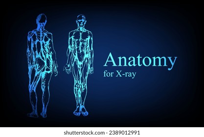 Human anatomy in front on x ray view. Anatomy human body connection, Medical, educational or science banner on futuristic blue background, Vector hand drawn illustration