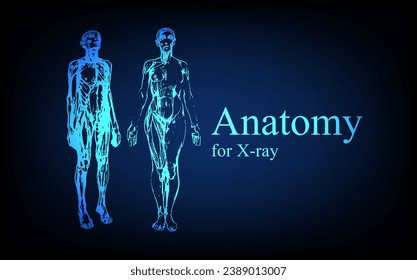 Human anatomy in front on x ray view. Anatomy human body connection, Medical, educational or science banner on futuristic blue background, Vector hand drawn illustration
