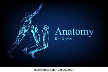 Human anatomy in front on x ray view. Anatomy human body connection, The Various Proportions Of Human foot and toes, educational or science banner on futuristic blue background, Vector hand drawn illu