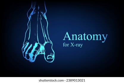 Human anatomy in front on x ray view. Anatomy human body connection, The Various Proportions Of Human foot and toes, educational or science banner on futuristic blue background, Vector hand drawn illu